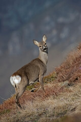 Wonderful female roe deer (Capreolus capreolus) grazing in an alpine grassland in early warm light standing in pose and looking into camera, Italian alps, April