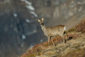 Stunning female roe deer (Capreolus capreolus) grazing in a mountain grassland in early sunshine...