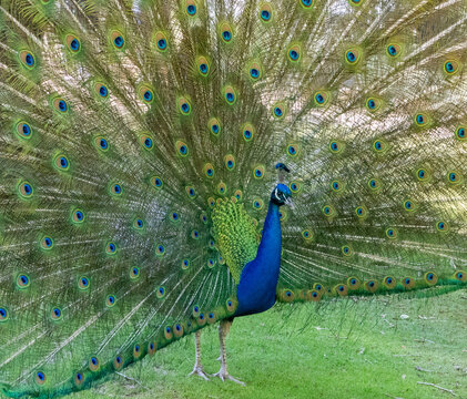 Peacock wandering in the Cataract Gorge gardens, Launceston, Tasmania, Australia