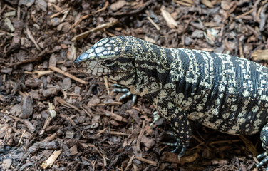teju lizard Salvator merianae in the nature