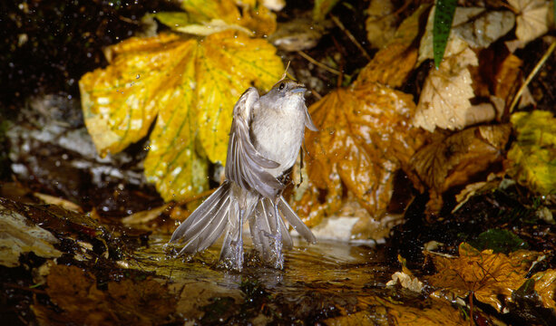 capinera (Sylvia atricapilla) blackcap