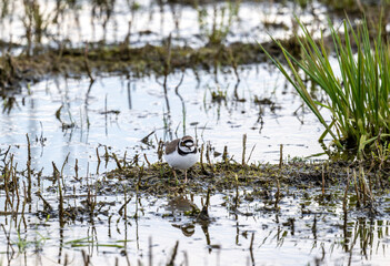 the ringed bird walks along the shore of the lake in search of food