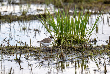 the ringed bird walks along the shore of the lake in search of food