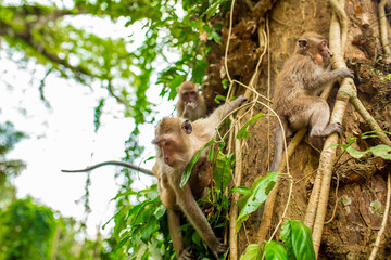Monkeys in nature in the jungle of Thailand. A flock of monkeys in the trees. Wildlife scene with wild animals.