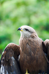 Brahminy Kite Eagle Bird Close up Details