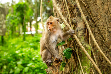 Monkeys in nature in the jungle of Thailand. A flock of monkeys in the trees. Wildlife scene with wild animals.
