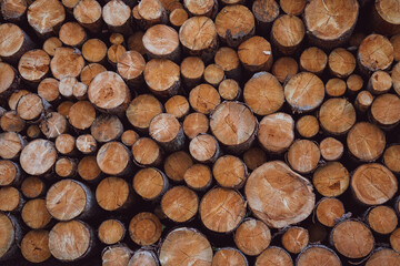 Fototapeta premium pile of wood, tree trunk background, stack of firewood