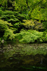 stream in the forest