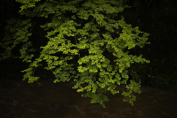 Fototapeta premium green maple 