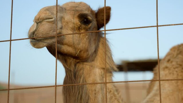 Super close-up view of two camels behind fence bothered by insects
