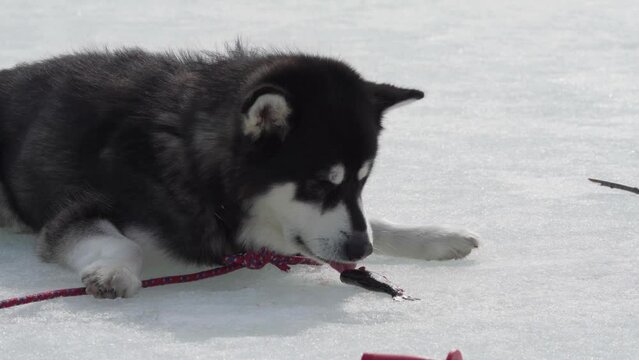 Alaskan Malamute Dog Eating Freshly Caught Fish In The Frozen Lake. - close up