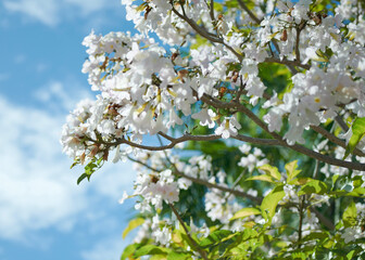 white tecoma flowers blossom with blue sky background. Beautiful flowers background concept