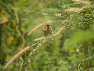 Birds on the grass, close-up shot of sparrows foraging from grass flowers on a bright day. bird life in the wild