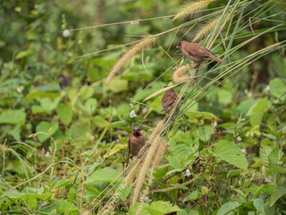 Birds on the grass, close-up shot of sparrows foraging from grass flowers on a bright day. bird life in the wild