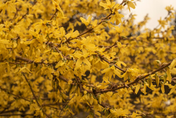the gold colored blossoms of a forsythia