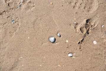 Fototapeta na wymiar Muschel im Sand