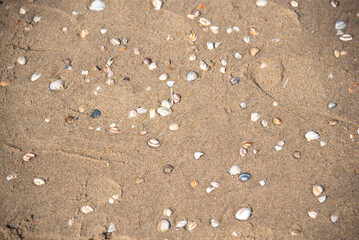 Muscheln im Sand