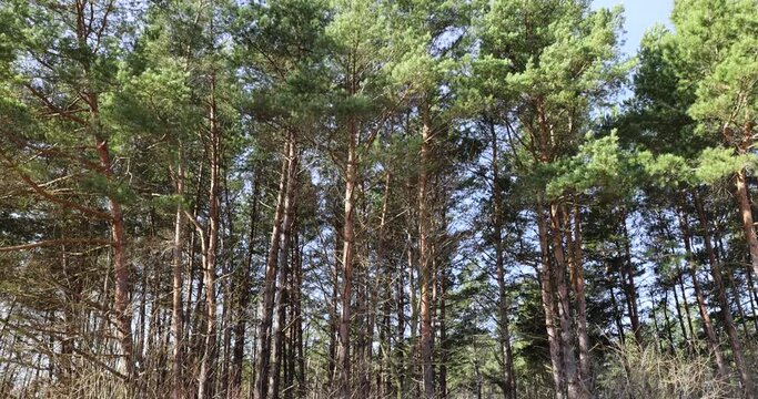 pine trees in early spring in sunny clear weather, blue sky and pine trees with deciduous trees in early spring