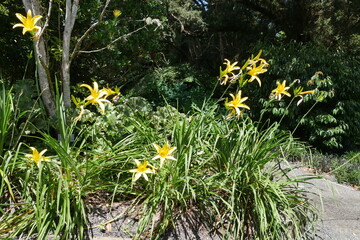 Gelbe Taglilien im Botanischen Garten in Auckland