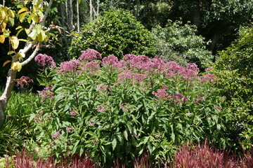 Blumen im Botanischen Garten in Auckland