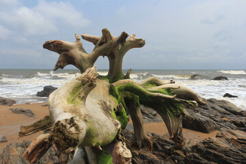 Picturesque driftwood on the rocky shore of the Atlantic Ocean.