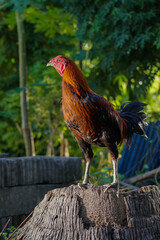 rooster in the farm