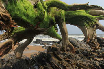 Picturesque driftwood on the rocky shore of the Atlantic Ocean.