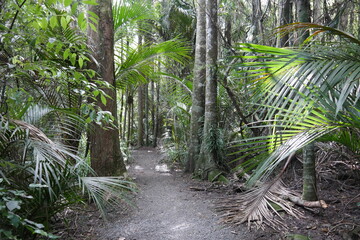 Weg durch Regenwald im Botanischen Garten von Auckland