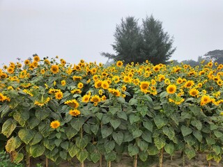 sunflower flowers among green fields, countryside agricultural scene