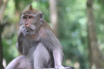 monkey in the wild macaque asia jungle park