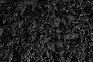 jungle leaves black and white wallpaper background pattern
