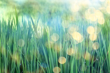 Obraz premium sun green glare ray , abstract background spring, lens flare