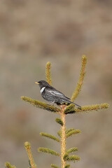 Ring ouzel (Turdus torquatus) in sunrise warm light perched on a pine tree, Italian alps, April