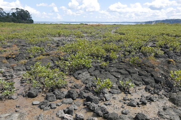 Basalt am Meola Reef Reserve in Auckland