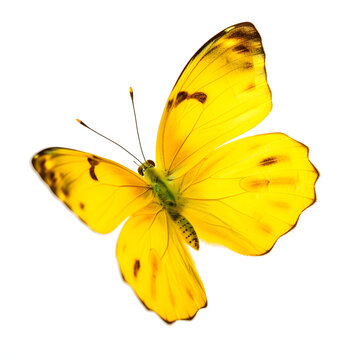 Beautiful yellow butterfly in flight isolated on a white background. 
Generative AI. 
