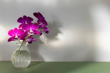 Sprig of purple orchid in transparent vase on khaki table, copy space, horizontal photo. Rays of...