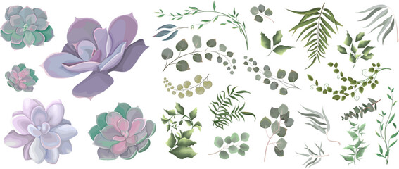 Mix of herbs and plants vector big collection. Juicy eucalyptus, succulent, green plants and leaves. All elements are isolated 