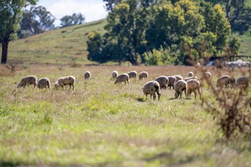 flock of sheep under gum trees in summer on a regenerative agricultural farm in New Zealand. Stud...