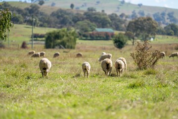 flock of sheep under gum trees in summer on a regenerative agricultural farm in New Zealand. Stud...