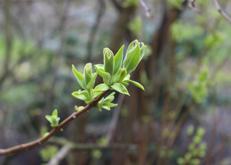Tree Branch With Blossoming Green Buds And Leaves Detailed Stock Photo