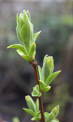Green Buds With Soft Spring Leaves On A Tree Branch Macro Shot 
