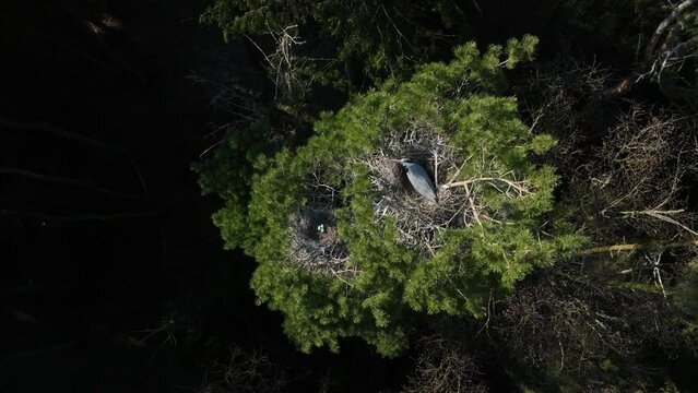 A gray heron is sitting on a nest in the top of a tree swaying in the wind, next to it is another nest with three eggs. Estonia.