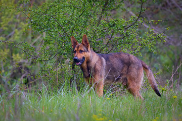 The German Shepherd or Wolfhound is a breed of dog that is believed to have originated through the domestication of the wolf.