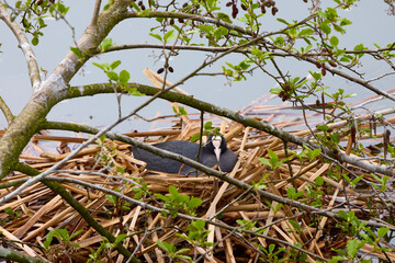 (Fulica atra) with chicks near the nest on a water