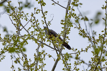 (Cuculus canorus) is a migratory bird that belongs to the order Cuculiformes, family Cuculidae.