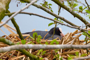 (Fulica atra) with chicks near the nest on a water