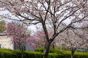 Naklejka premium 春の公園散歩18
