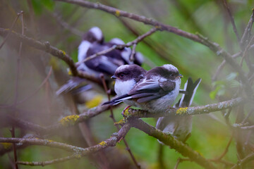 Family of Long tail tit perched on a tree branch.