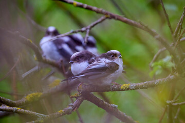 Family of Long tail tit perched on a tree branch.
