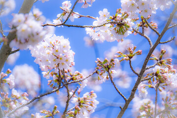 春の公園散歩08